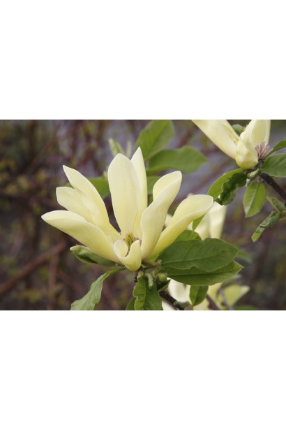 Магнолія гібридна Yellow Lantern